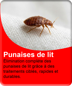 Punaises de lit