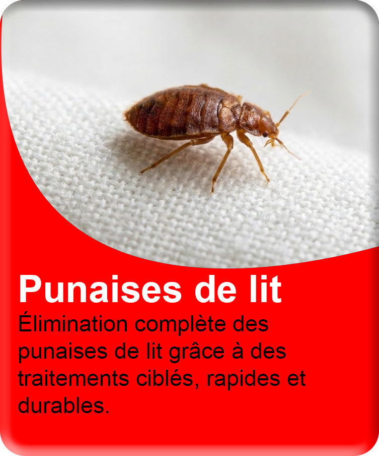 Punaises de lit