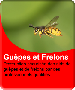 Guêpes et Frelons