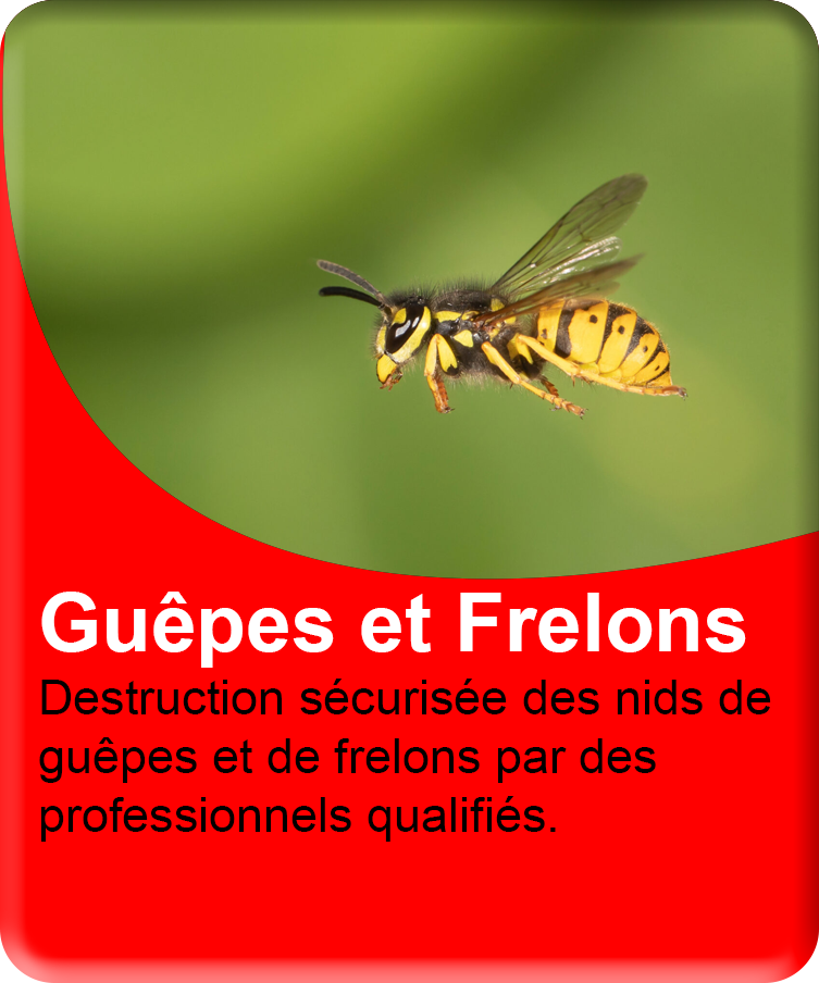 Guêpes et Frelons