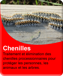 Chenilles processionnaires