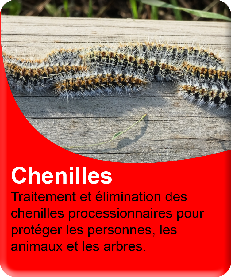 Chenilles processionnaires