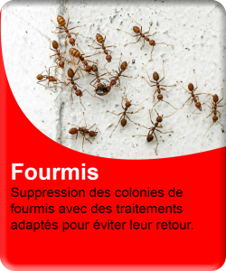 Fourmis