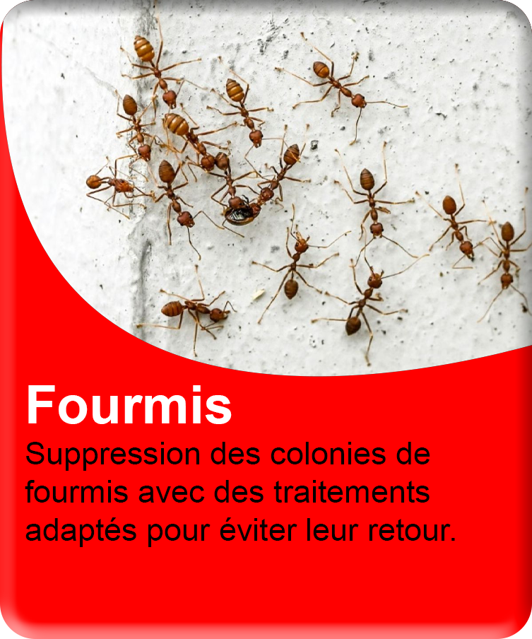 Fourmis
